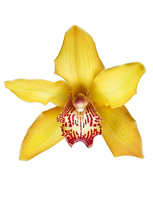 картинка, фото Орхидея Цимбидиум жёл. от MarketFlowers.ru