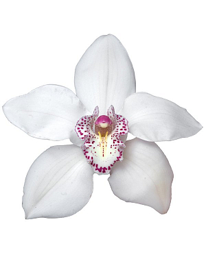 картинка, фото Орхидея Цимбидиум бел. от MarketFlowers.ru