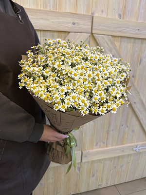 Букет ромашек Танацетум